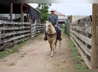 Caballo cuarto de milla, Caballo castrado, 6 años, Palomino