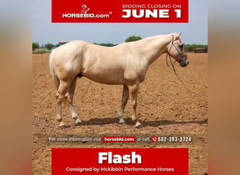 Caballo cuarto de milla, Caballo castrado, 6 años, Palomino