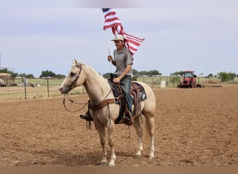 Caballo cuarto de milla, Caballo castrado, 6 años, Palomino