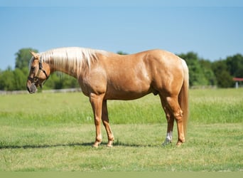 Caballo cuarto de milla, Caballo castrado, 6 años, Palomino
