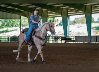 Caballo cuarto de milla, Caballo castrado, 6 años, Palomino