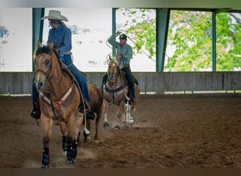 Caballo cuarto de milla, Caballo castrado, 6 años, Palomino