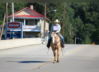 Caballo cuarto de milla, Caballo castrado, 6 años, Palomino
