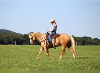 Caballo cuarto de milla, Caballo castrado, 6 años, Palomino