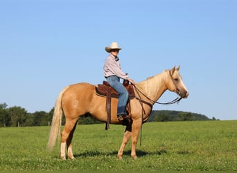 Caballo cuarto de milla, Caballo castrado, 6 años, Palomino