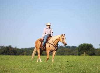 Caballo cuarto de milla, Caballo castrado, 6 años, Palomino