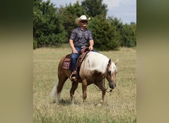 Caballo cuarto de milla, Caballo castrado, 6 años, Palomino