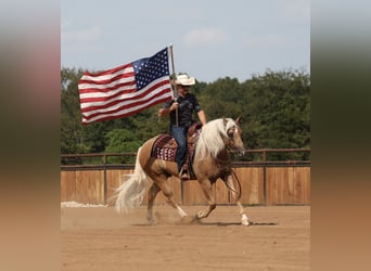 Caballo cuarto de milla, Caballo castrado, 6 años, Palomino
