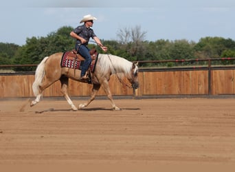 Caballo cuarto de milla, Caballo castrado, 6 años, Palomino