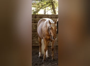Caballo cuarto de milla, Caballo castrado, 6 años, Palomino
