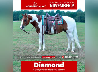 Caballo cuarto de milla, Caballo castrado, 6 años, Pío