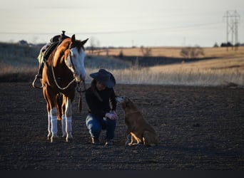 Caballo cuarto de milla Mestizo, Caballo castrado, 6 años, Pío