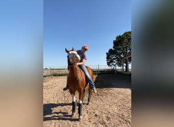 Caballo cuarto de milla Mestizo, Caballo castrado, 6 años, Pío