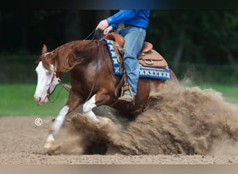 Caballo cuarto de milla Mestizo, Caballo castrado, 6 años, Pío