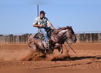 Caballo cuarto de milla, Caballo castrado, 6 años, Ruano alazán