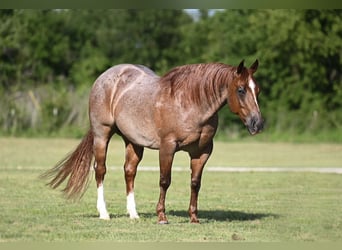Caballo cuarto de milla, Caballo castrado, 6 años, Ruano alazán