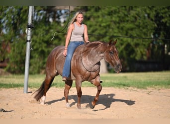 Caballo cuarto de milla, Caballo castrado, 6 años, Ruano alazán