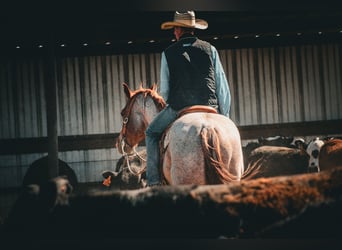 Caballo cuarto de milla, Caballo castrado, 6 años, Ruano alazán
