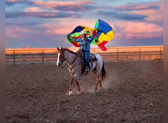 Caballo cuarto de milla, Caballo castrado, 6 años, Ruano alazán