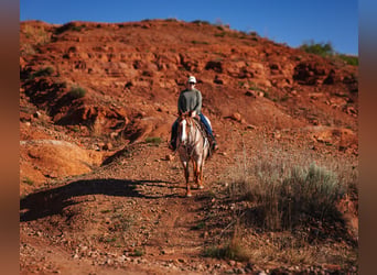 Caballo cuarto de milla, Caballo castrado, 6 años, Ruano alazán