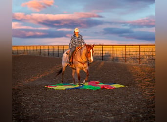 Caballo cuarto de milla, Caballo castrado, 6 años, Ruano alazán