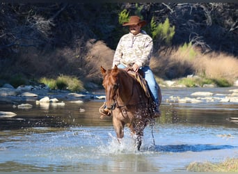 Caballo cuarto de milla, Caballo castrado, 6 años, Ruano alazán