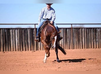 Caballo cuarto de milla, Caballo castrado, 6 años, Ruano alazán