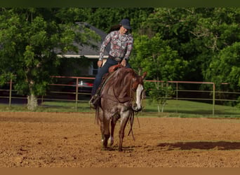 Caballo cuarto de milla, Caballo castrado, 6 años, Ruano alazán