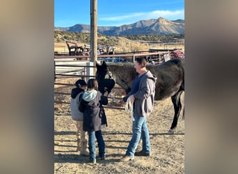 Caballo cuarto de milla, Caballo castrado, 6 años, Ruano azulado