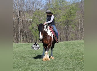 Caballo cuarto de milla, Caballo castrado, 6 años, Tobiano-todas las-capas