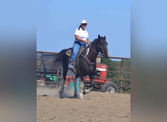 Caballo cuarto de milla, Caballo castrado, 6 años, Tobiano-todas las-capas