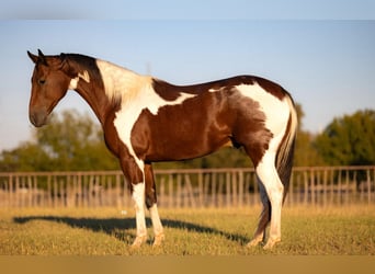 Caballo cuarto de milla, Caballo castrado, 6 años, Tobiano-todas las-capas