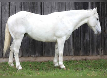 Caballo cuarto de milla, Caballo castrado, 6 años, Tordo