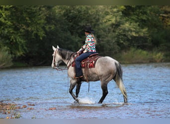 Caballo cuarto de milla, Caballo castrado, 6 años, Tordo