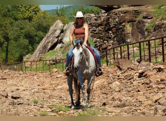 Caballo cuarto de milla, Caballo castrado, 6 años, Tordo