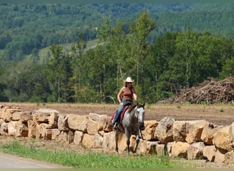 Caballo cuarto de milla, Caballo castrado, 6 años, Tordo