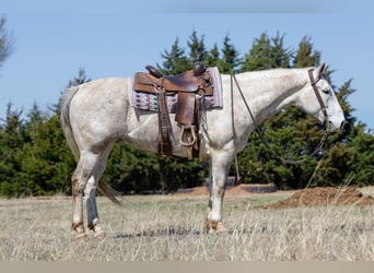 Caballo cuarto de milla, Caballo castrado, 6 años, Tordo