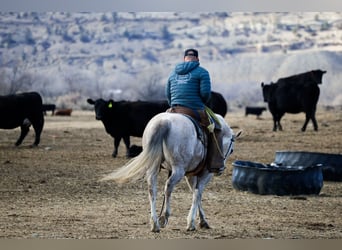 Caballo cuarto de milla, Caballo castrado, 6 años, Tordo