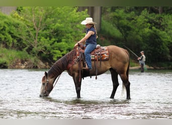 Caballo cuarto de milla, Caballo castrado, 6 años, Tordo