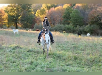 Caballo cuarto de milla, Caballo castrado, 6 años, Tordo rodado