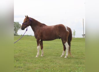 Caballo cuarto de milla, Caballo castrado, 7 años, 124 cm