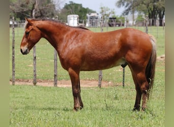Caballo cuarto de milla, Caballo castrado, 7 años, 130 cm, Castaño rojizo
