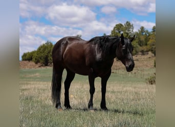 Caballo cuarto de milla, Caballo castrado, 7 años, 140 cm, Negro
