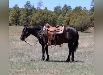 Caballo cuarto de milla, Caballo castrado, 7 años, 140 cm, Negro
