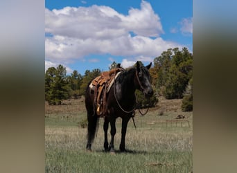 Caballo cuarto de milla, Caballo castrado, 7 años, 140 cm, Negro