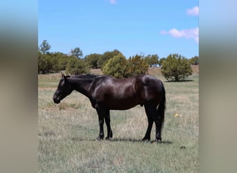 Caballo cuarto de milla, Caballo castrado, 7 años, 140 cm, Negro