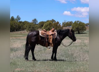 Caballo cuarto de milla, Caballo castrado, 7 años, 140 cm, Negro
