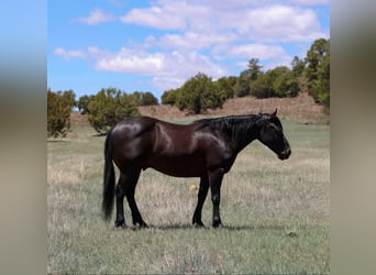 Caballo cuarto de milla, Caballo castrado, 7 años, 140 cm, Negro