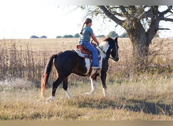 Caballo cuarto de milla, Caballo castrado, 7 años, 140 cm, Pío