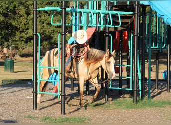 Caballo cuarto de milla, Caballo castrado, 7 años, 142 cm, Bayo